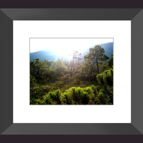 Soft Prickly Green (Framed Print)